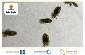 شركة رش بق الفراش بحائل