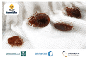 الآثار النفسية المدمرة لغزو البق